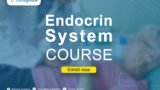 endocrine system